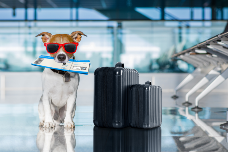 How To Manage Pet Travel Logistics: Professional Editorial Guide